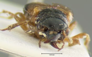 Media type: image;   Entomology 32207 Aspect: head frontal view